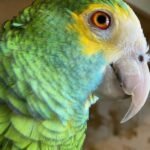 Ruby – Yellow-shouldered amazon