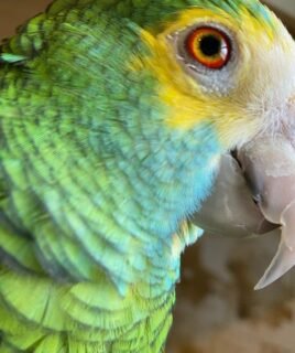 Ruby – Yellow-shouldered amazon