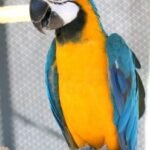 Simba – Blue Gold Macaw
