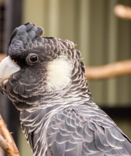 Teddy – Carnaby’s Black Cockatoo
