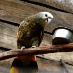 Tessa – Saint Vincent amazon