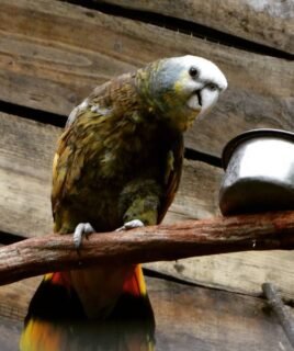 Tessa – Saint Vincent amazon