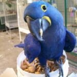Thomas – Hythian Macaw