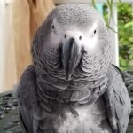 Tiko | African Gray for Sale