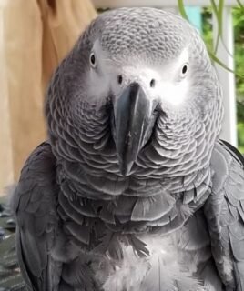 Tiko | African Gray for Sale