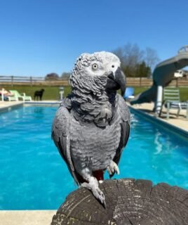 Titos | African Grey Bird for Sale