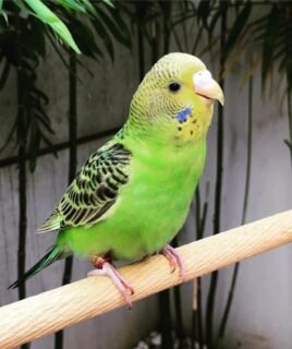 Tuffy – Golden parakeet