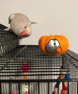 Urie – Indian Ring Necked Parakeet For Sale