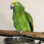 Yellow Fronted Amazon Parrot - Rocky