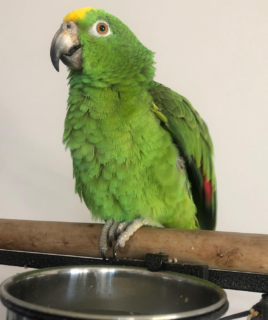Yellow Fronted Amazon Parrot - Rocky