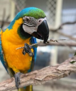 1-Year-Old Male Blue & Gold Macaw