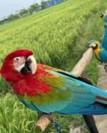 10-Month-Old Female Scarlet Macaw Parrot
