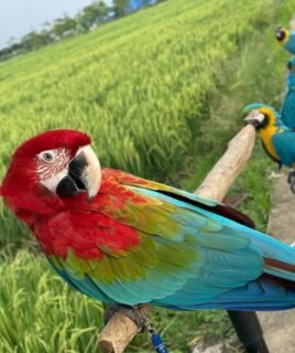 10-Month-Old Female Scarlet Macaw Parrot