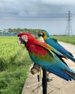 10-Month-Old Female Scarlet Macaw Parrot