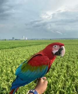 10-Month-Old Female Scarlet Macaw Parrot