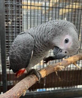 15-Week-Old Female Congo Grey
