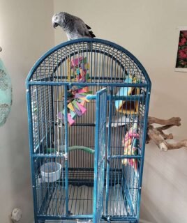 2 African Grey Parrots With Large Cage