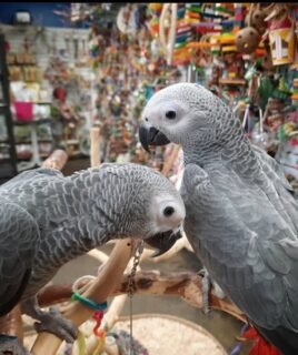 2 African Grey Parrots With Large Cage