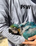 2-month-old baby Blue & Gold Macaw parrots