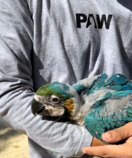 2-month-old baby Blue & Gold Macaw parrots