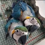 2-month-old baby Blue & Gold Macaw parrots