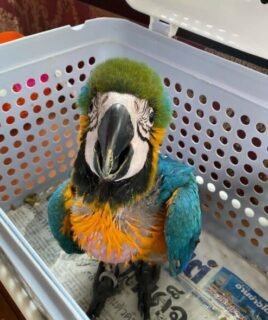 2-month-old baby Blue & Gold Macaw parrots