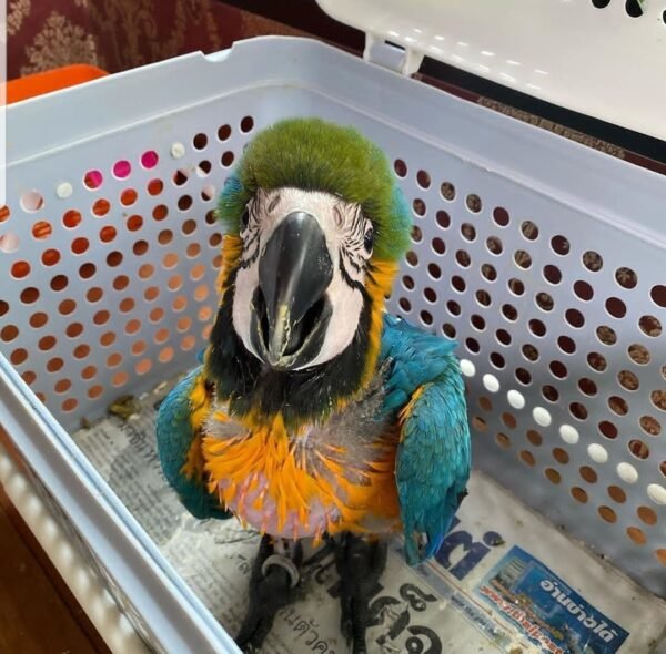 2-month-old baby Blue & Gold Macaw parrots 2-month-old baby Blue & Gold Macaw parrots
