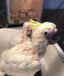 2-month-old Sulphur-Crested Cockatoo Parrots
