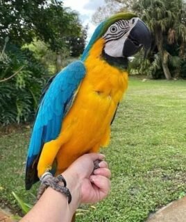 2-Year-Old Blue and Gold Macaw for Sale