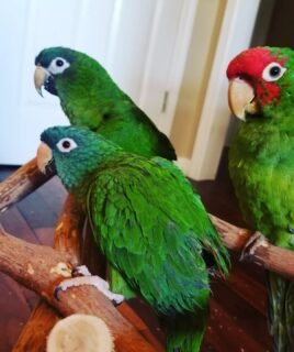 3 Baby Hahn’s Macaw Parrots for Sale