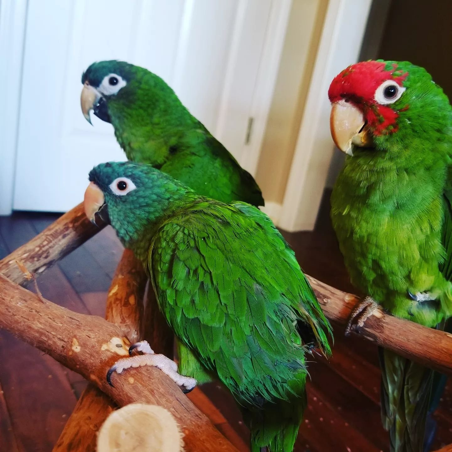 3 Baby Hahn’s Macaw Parrots for Sale 3 Baby Hahn’s Macaw Parrots for Sale