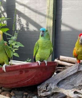 3 beautiful 8-month-old Amazon Parrots