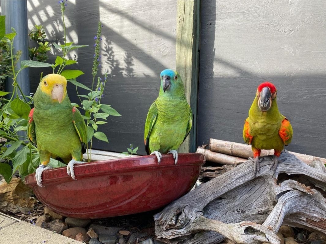 3 beautiful 8-month-old Amazon Parrots 3 beautiful 8-month-old Amazon Parrots