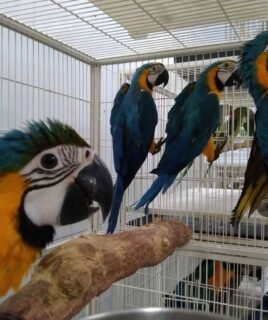 4 Beautiful 6-month-old Macaw Parrots