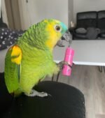 4-Month-Old Female Amazon Parrot