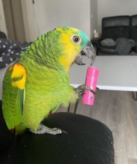 4-Month-Old Female Amazon Parrot