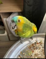 4-Month-Old Female Amazon Parrot