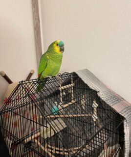 4-Month-Old Female Amazon Parrot