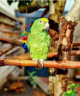 6-Month-Old Female Amazon Parrot