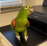 6-Month-Old Male Amazon Parrot