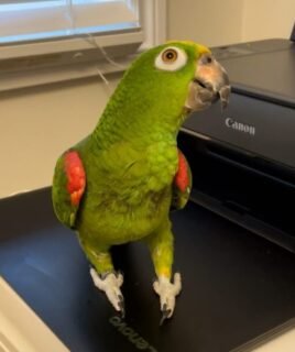 6-Month-Old Male Amazon Parrot