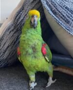 6-Month-Old Male Amazon Parrot