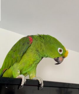 6-Month-Old Male Amazon Parrot