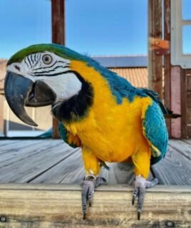 6-Month-Old Male Macaw Parrot