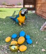 6-Month-Old Male Macaw Parrot