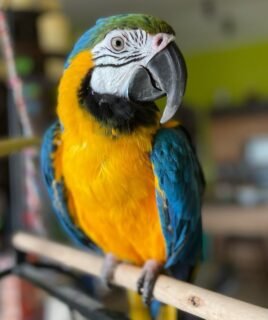 6-Month-Old Male Macaw Parrot