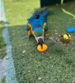 6-Month-Old Male Macaw Parrot