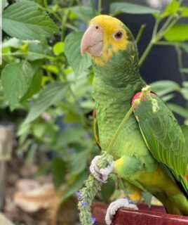 6-month-old Yellow-Naped Amazon