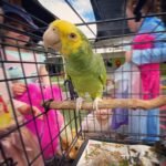 6-month-old Yellow-Naped Amazon