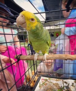6-month-old Yellow-Naped Amazon